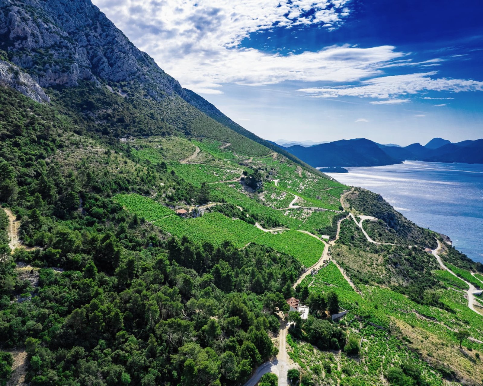 Dingač vineyards on Pelješac falling steeply to the sea