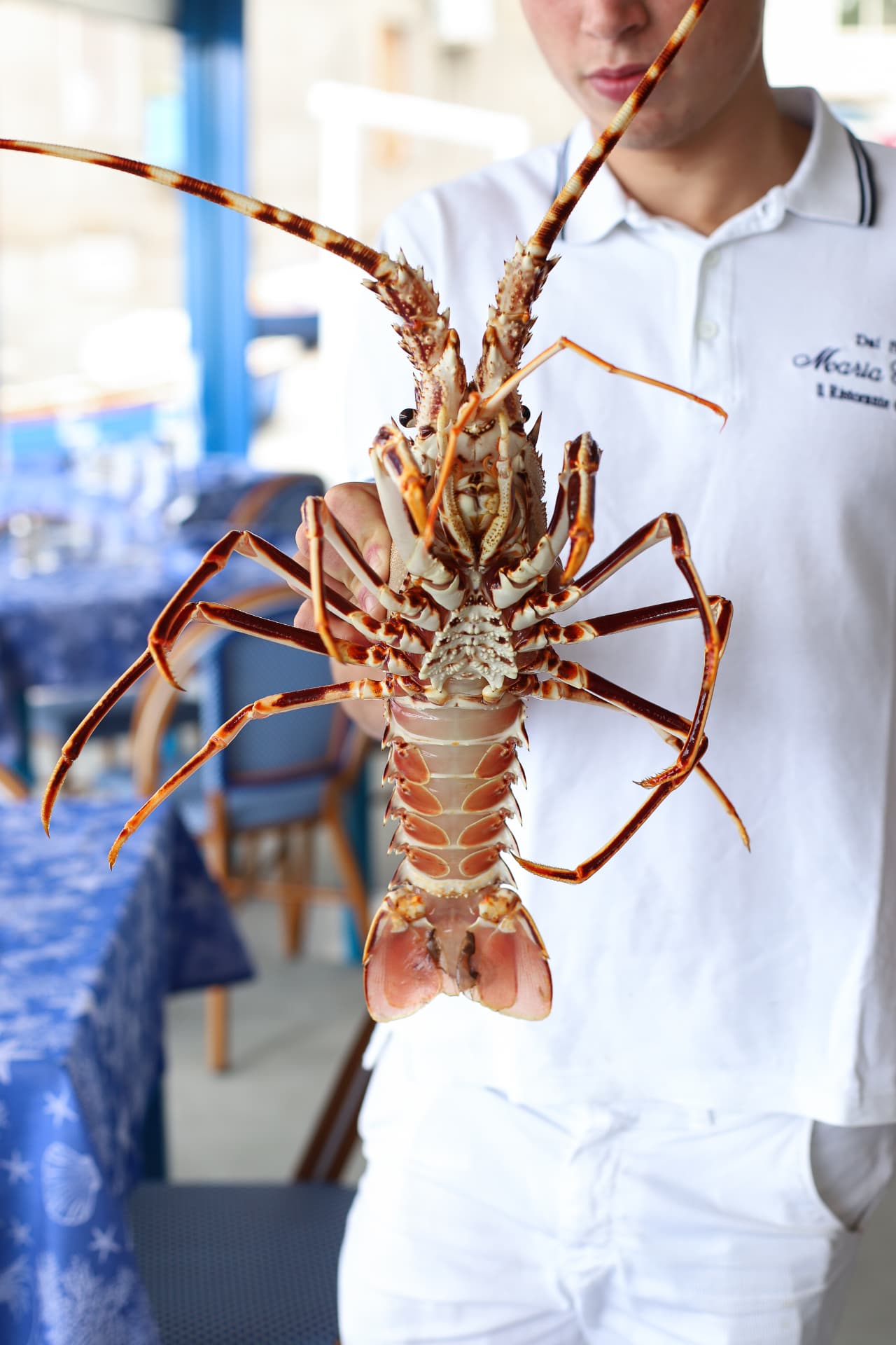 A just-caught spiny lobster at Maria Grazia