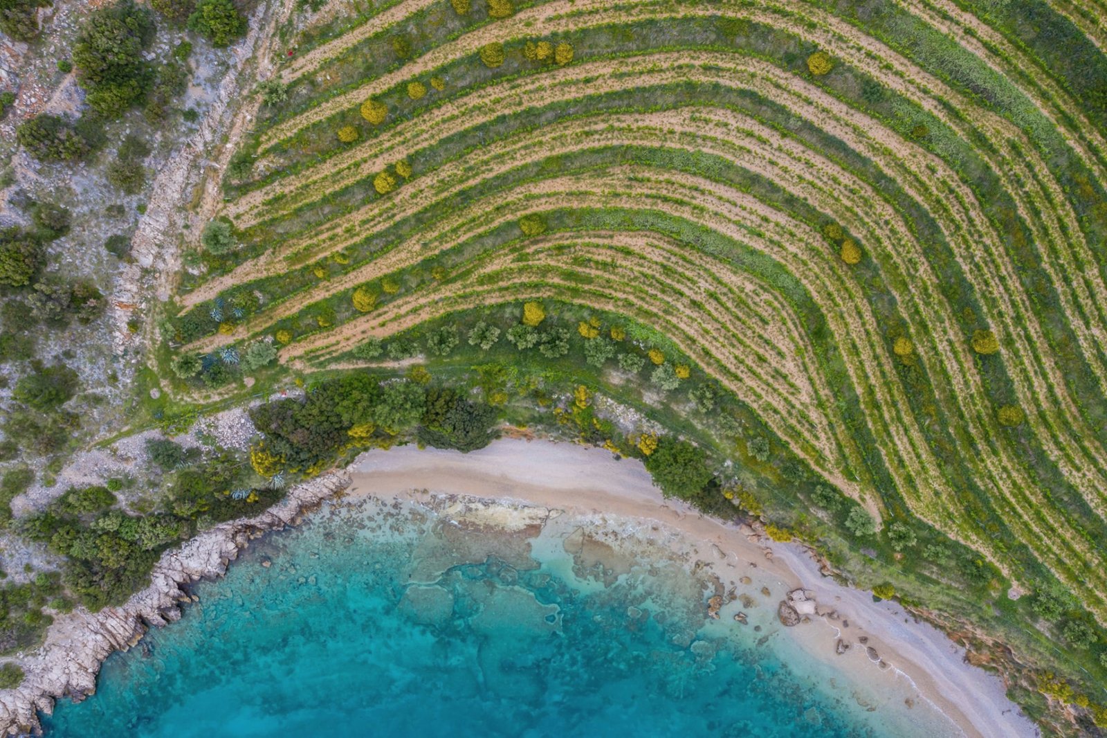 Curved vineyard rows above a quiet pebble beach