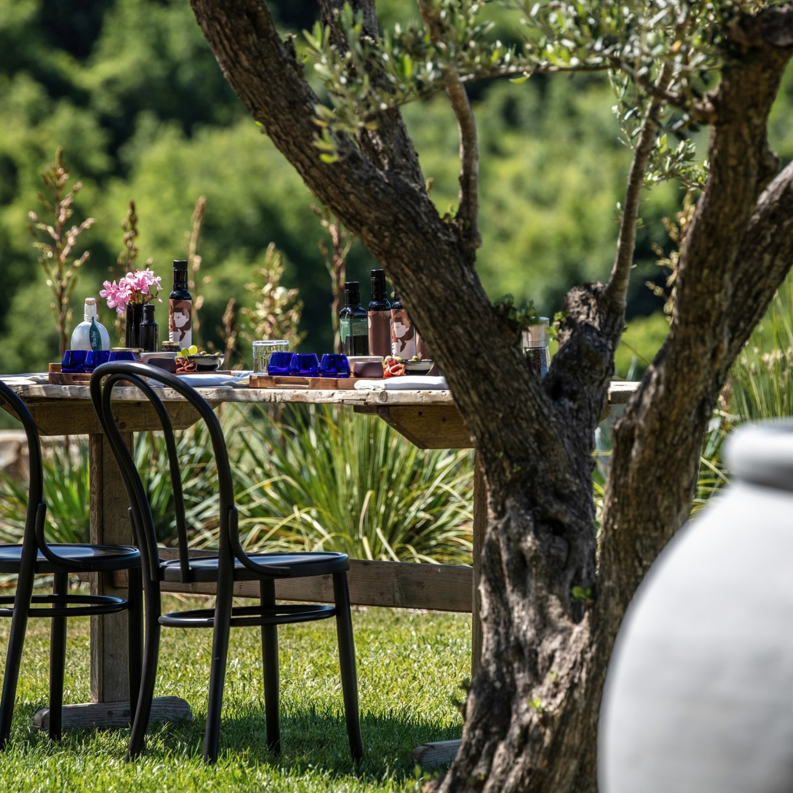 An olive oil tasting table under an old olive tree