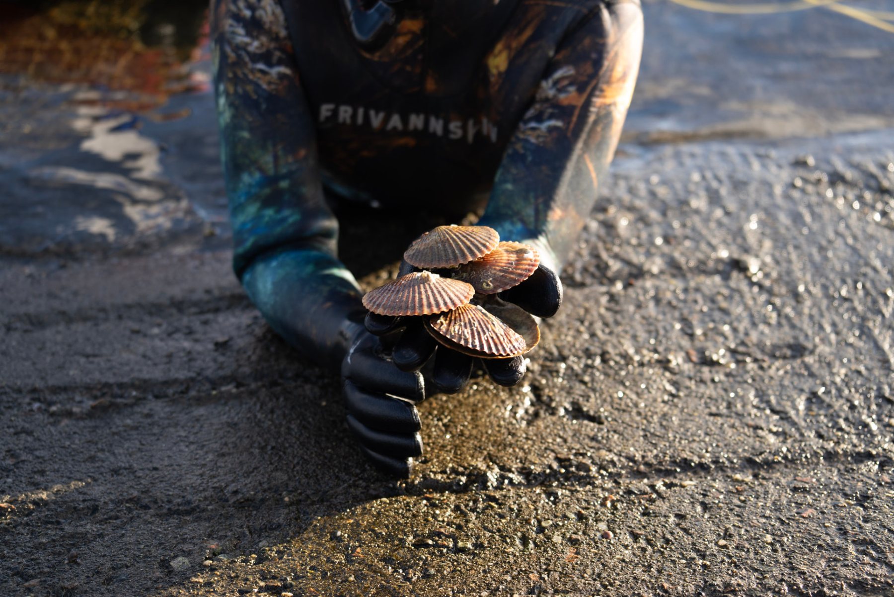 Gloved hands holding freshly gathered scallops. Photo: Frivannsliv