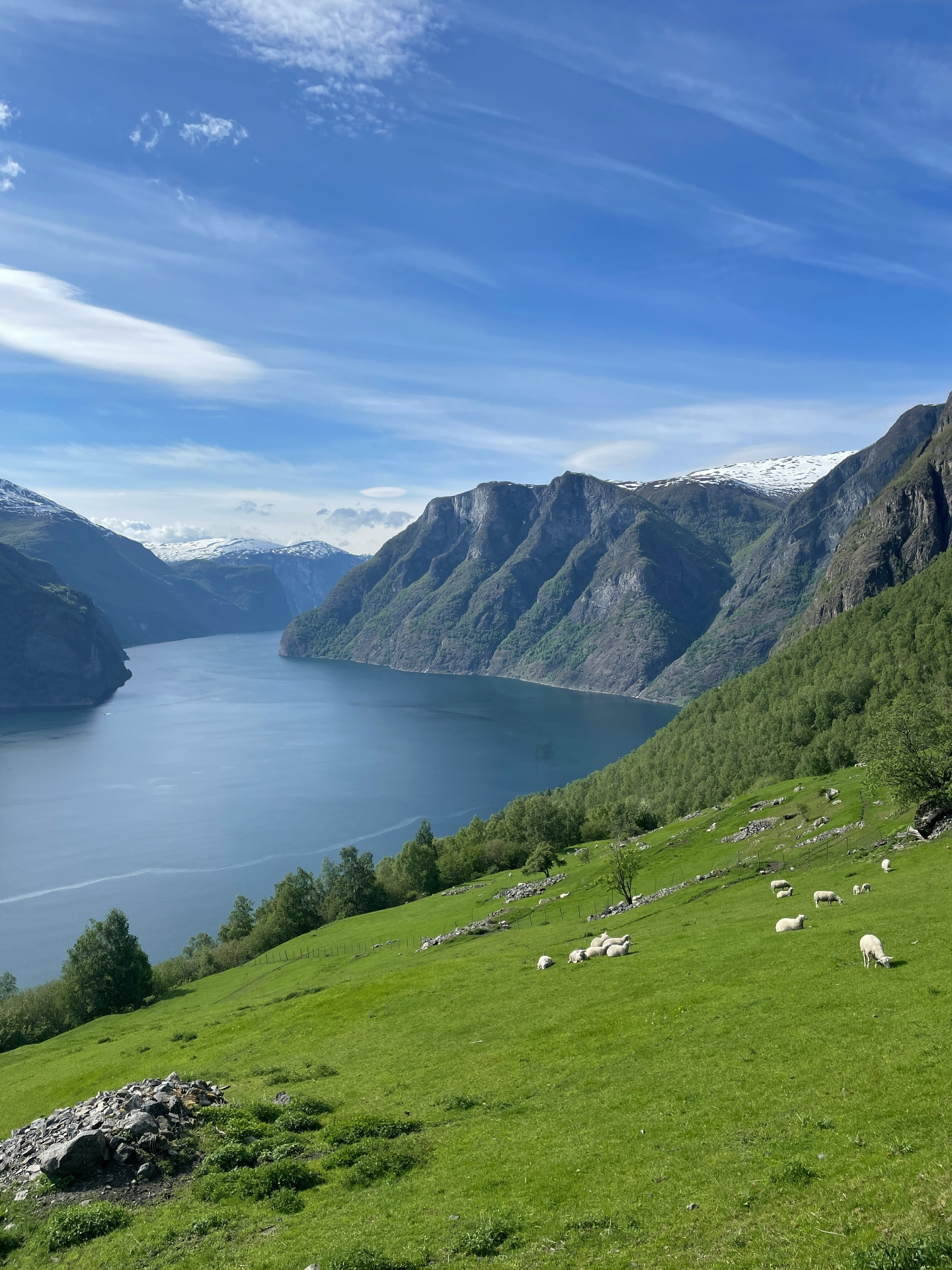 Sheep grazing on a green slope above the deep blue of Aurlandsfjord, Norway