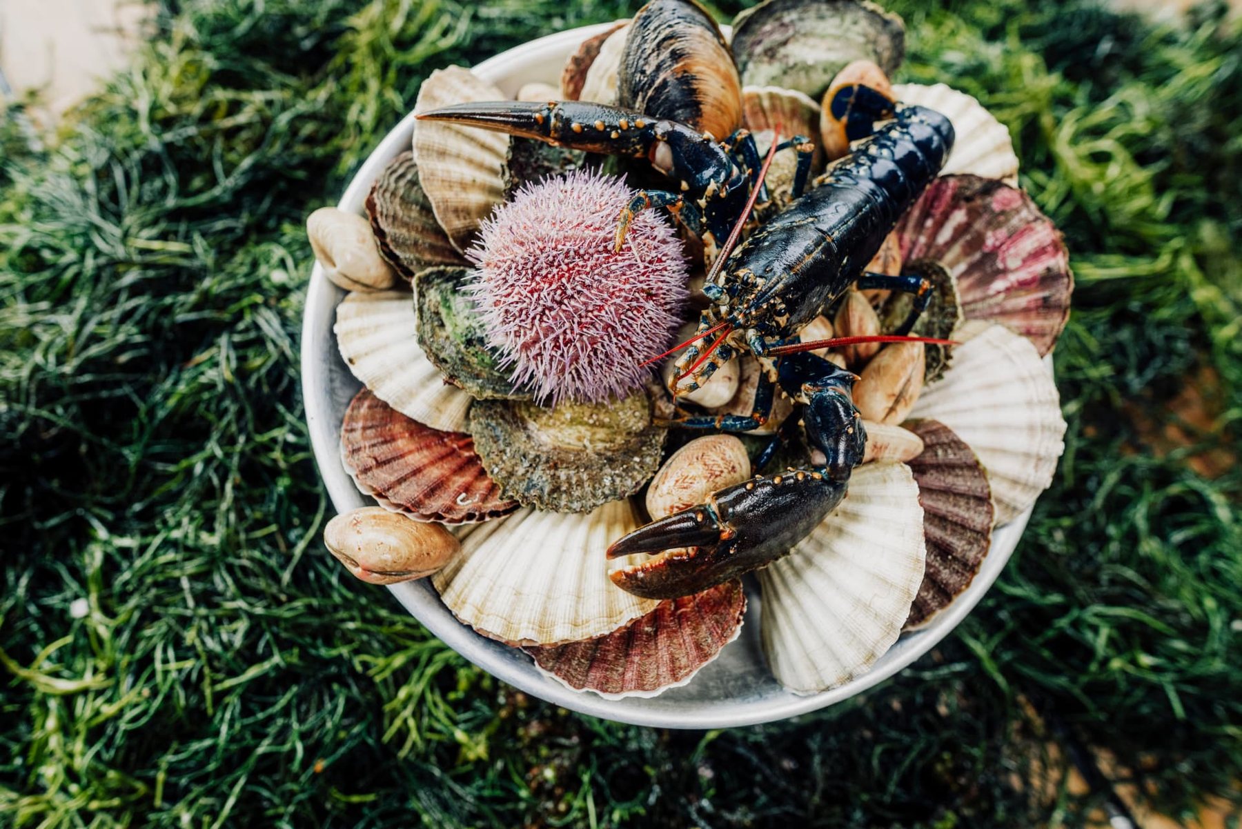 A bowl of Norwegian lobster, scallops, clams and a sea urchin on seaweed. Photo: Cornelius Sjømatrestaurant