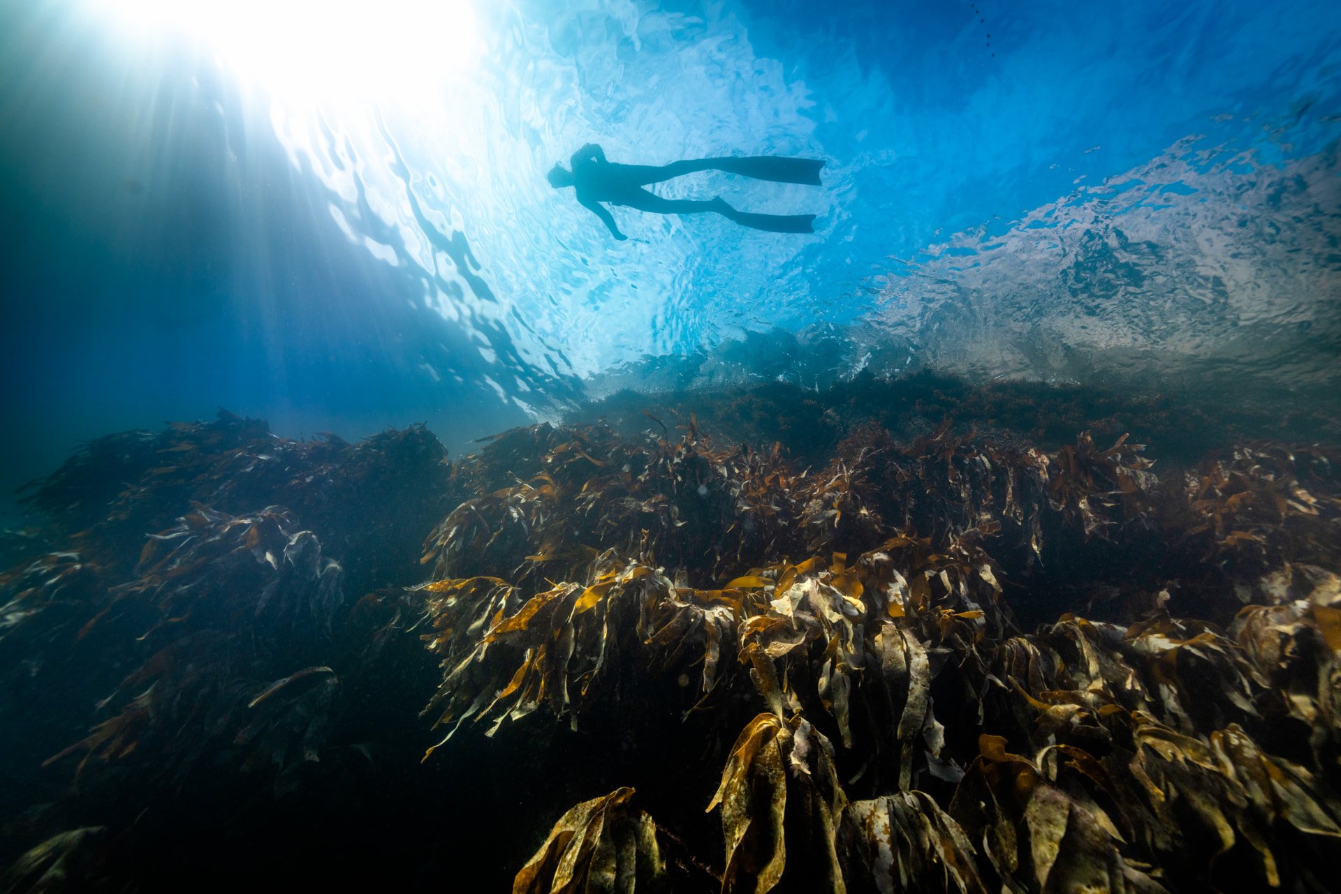 A freediver floating at the sunlit surface above a kelp reef. Photo: Frivannsliv