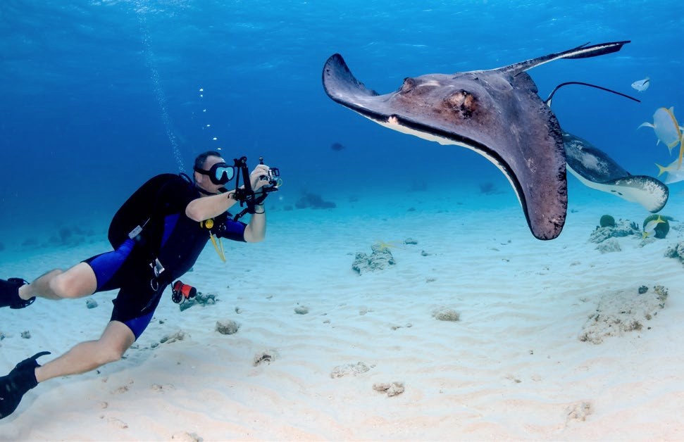 A diver and a stingray over a sandy seabed