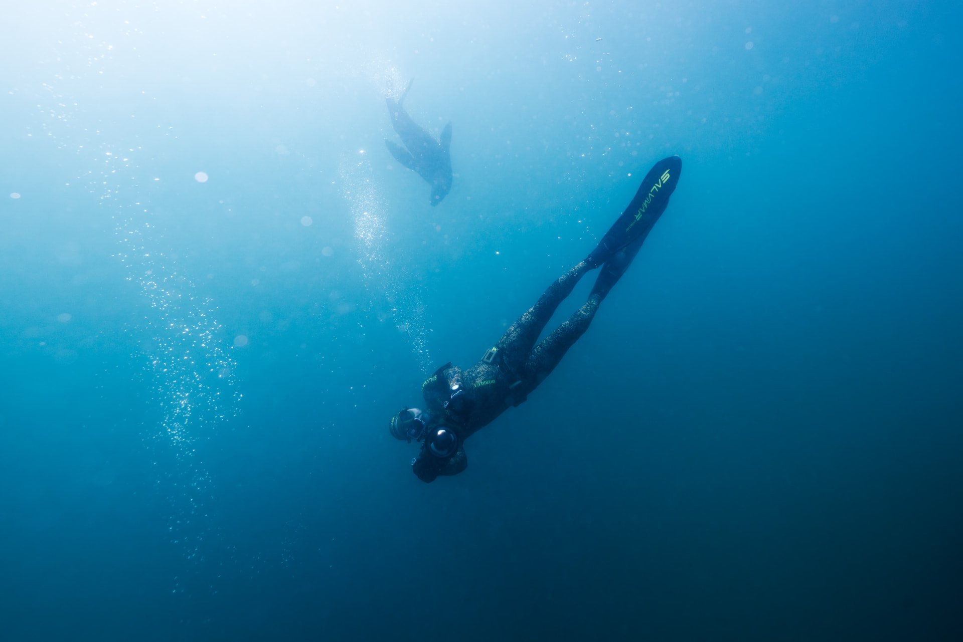 A freediver descending in blue water with a seal swimming above. Photo: Frivannsliv