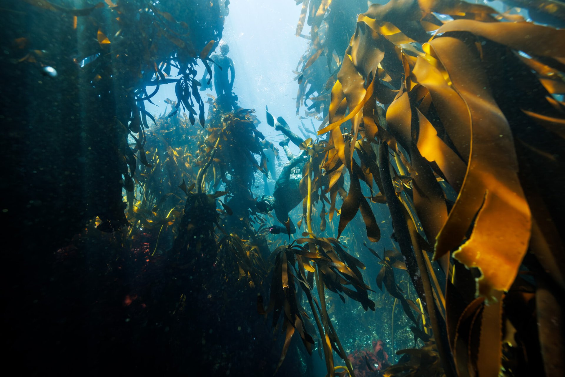 Freedivers swimming through a golden kelp forest. Photo: Frivannsliv