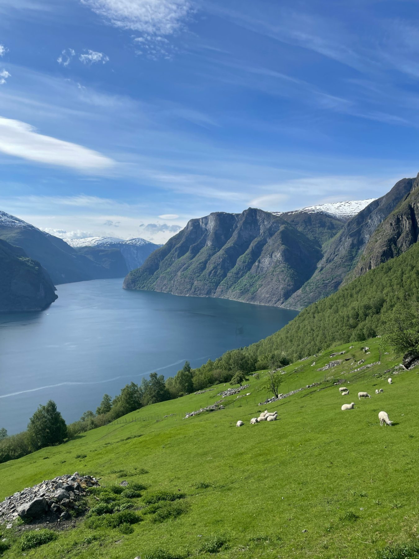 Sheep grazing high above the Aurlandsfjord